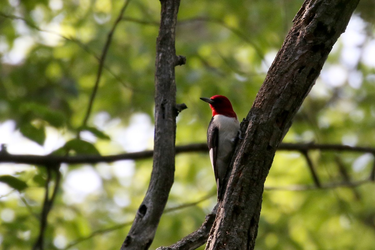 Red-headed Woodpecker - ML245291261