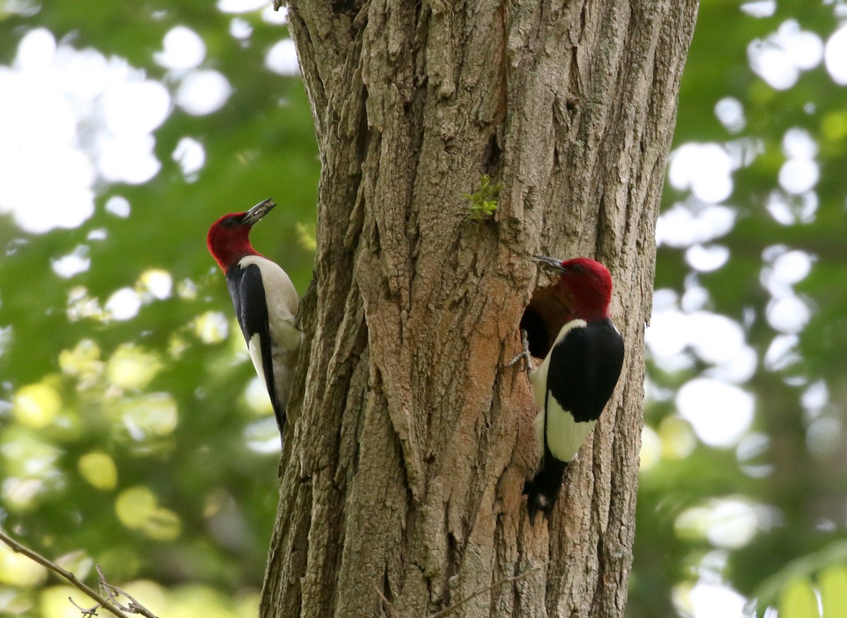 Red-headed Woodpecker - ML245291281