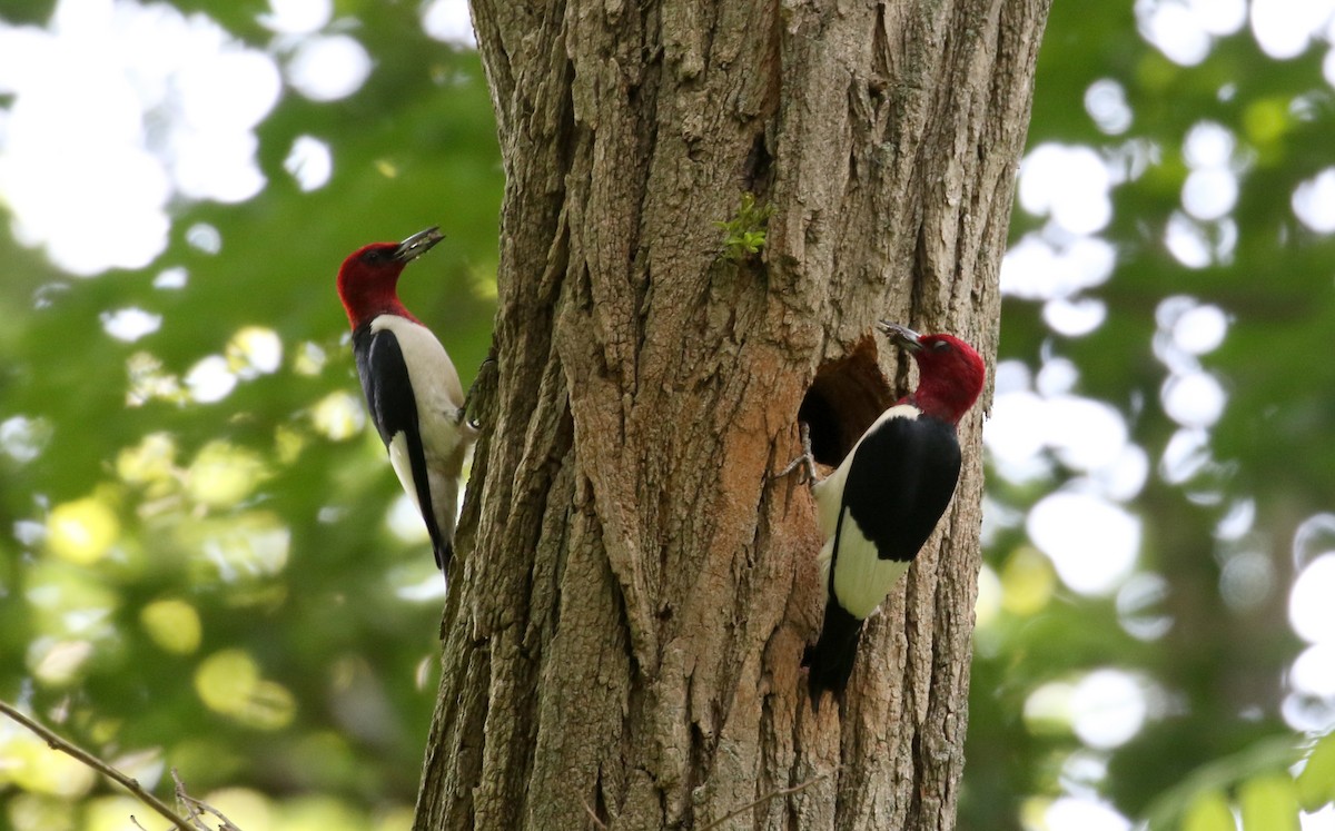 Red-headed Woodpecker - ML245291291