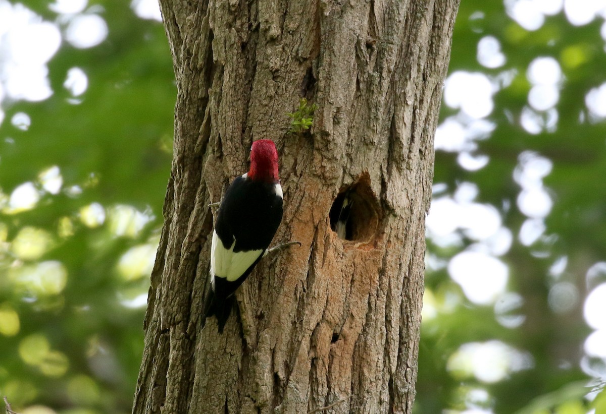 Red-headed Woodpecker - ML245291311