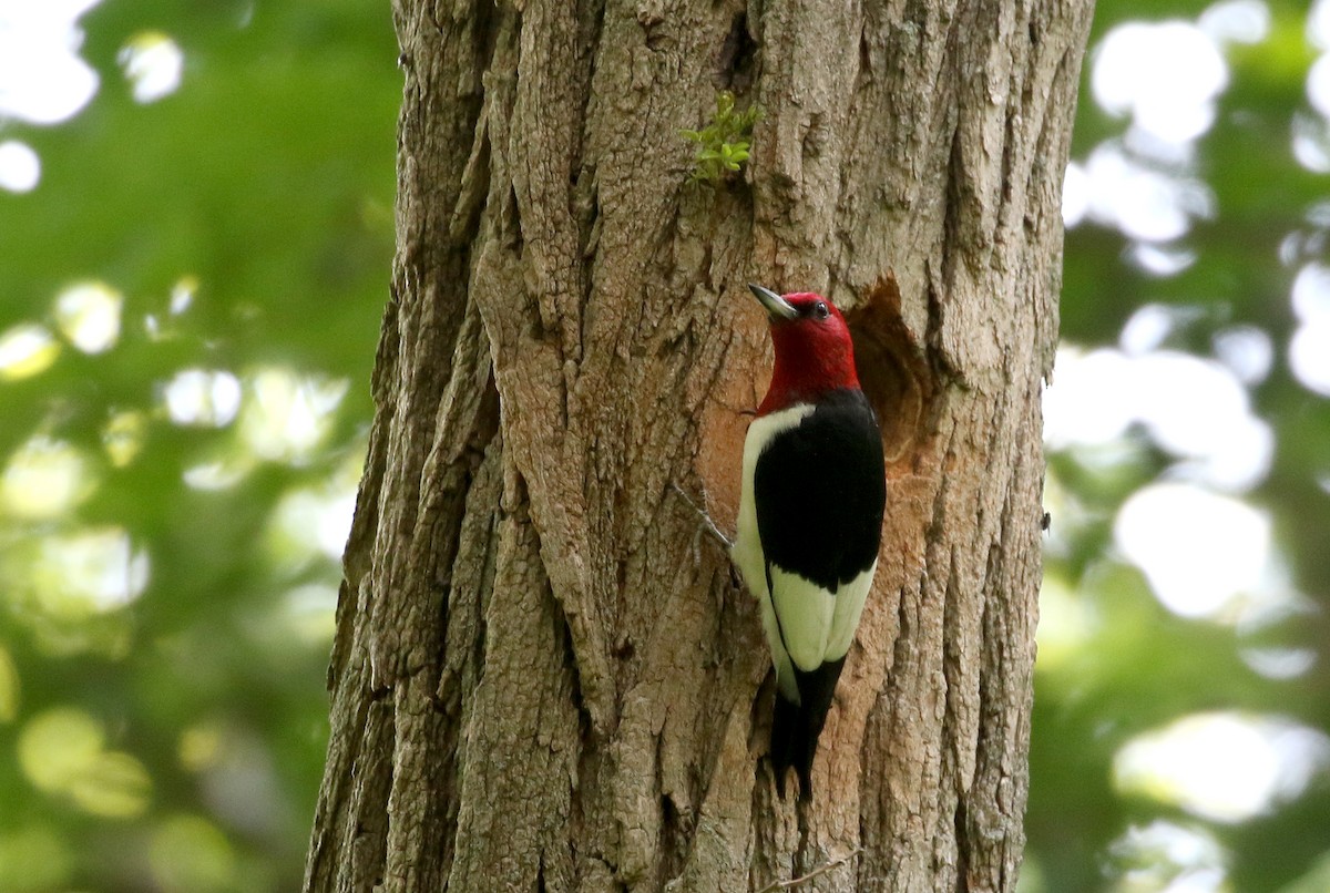 Red-headed Woodpecker - ML245291331