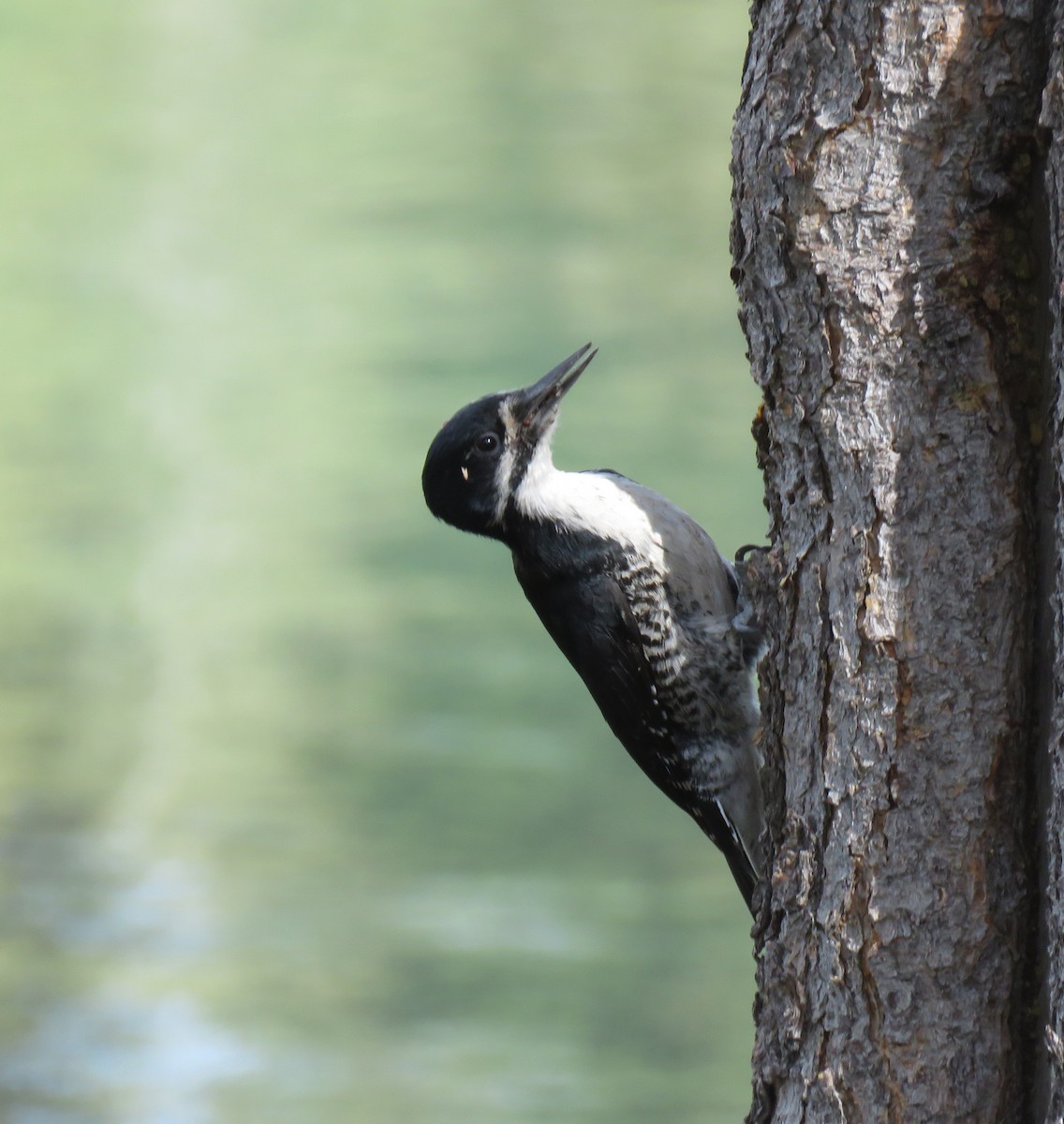 Black-backed Woodpecker - ML245291421