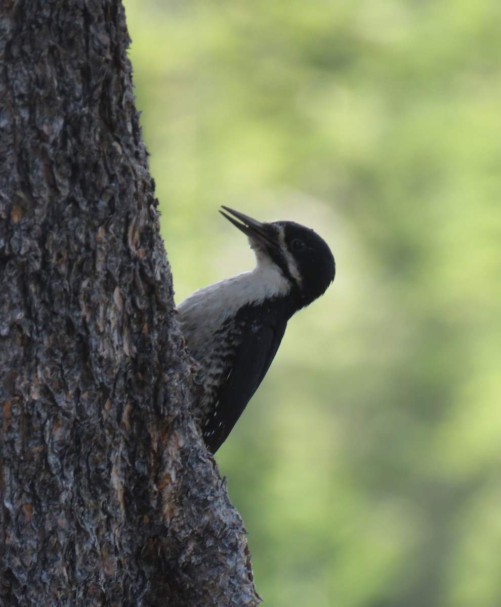 Black-backed Woodpecker - ML245291431