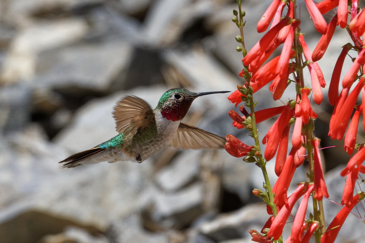 Broad-tailed Hummingbird - Scott Page