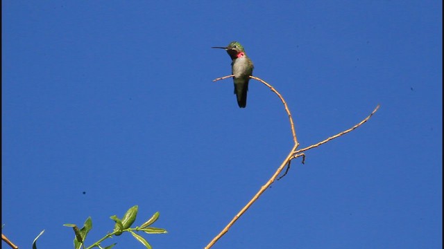 Broad-tailed Hummingbird - ML245300821