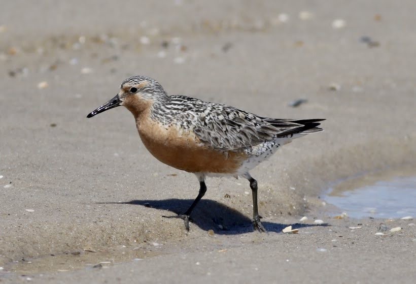 Red Knot - ML245302911