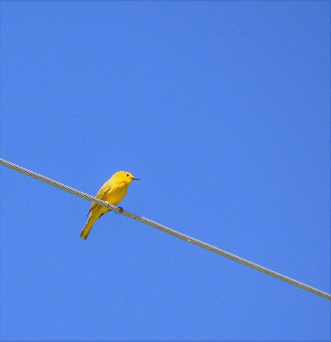 Yellow Warbler (Northern) - ML245304821