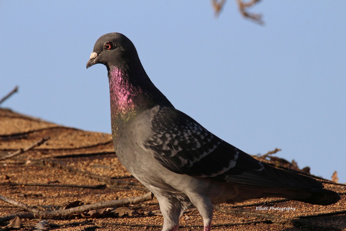 Rock Pigeon (Feral Pigeon) - Julianne Elliott