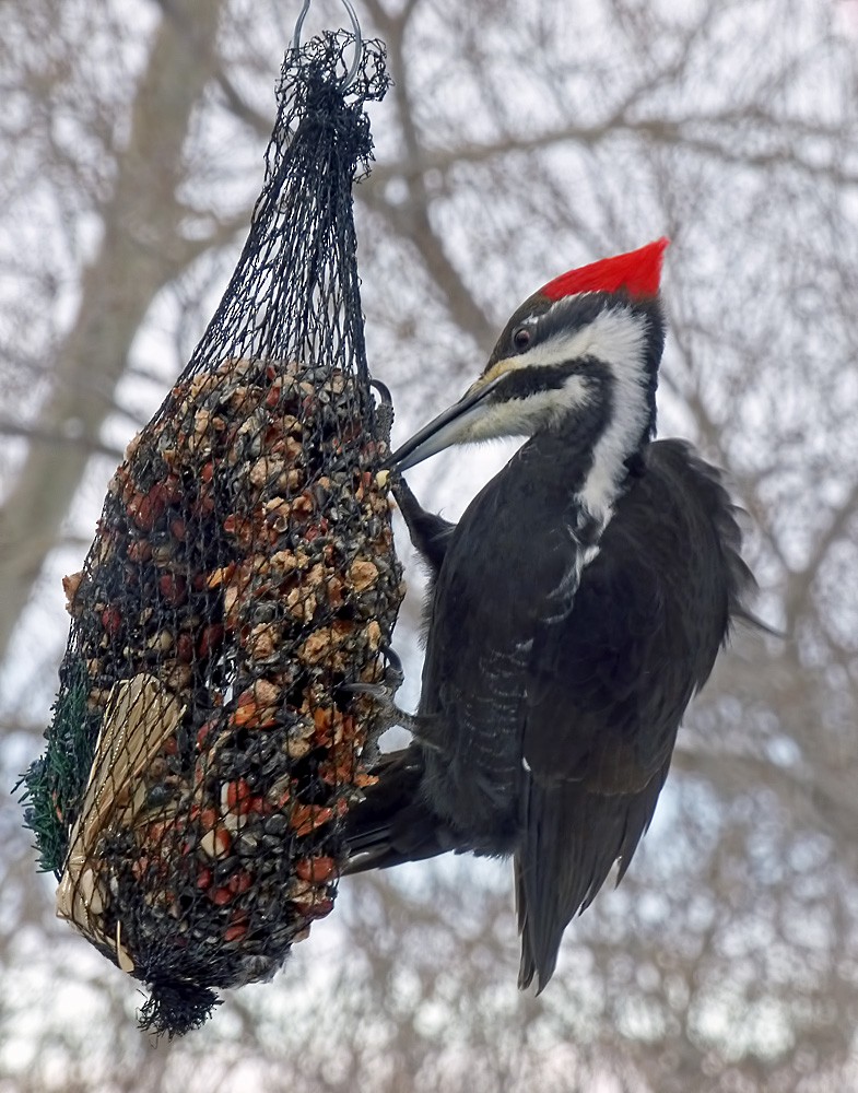 Pileated Woodpecker - andrea jackson