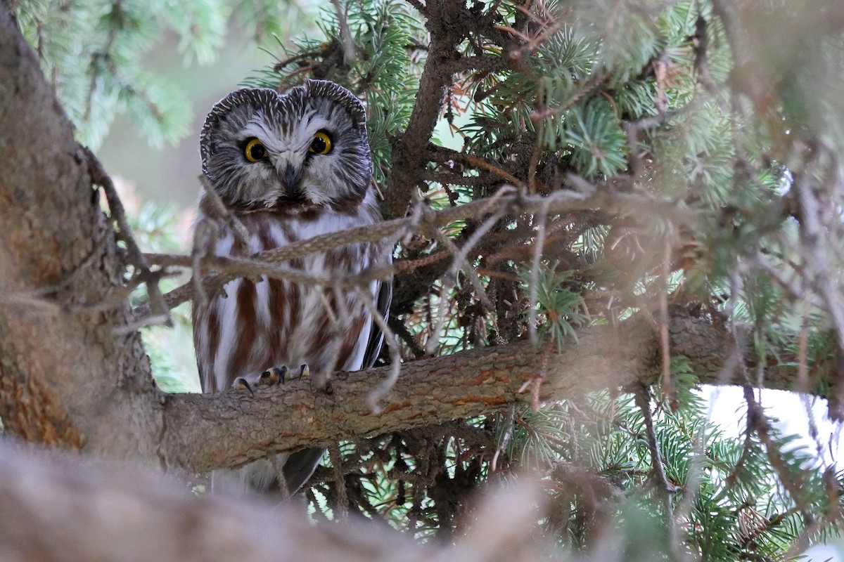 Northern Saw-whet Owl - Grace Oliver
