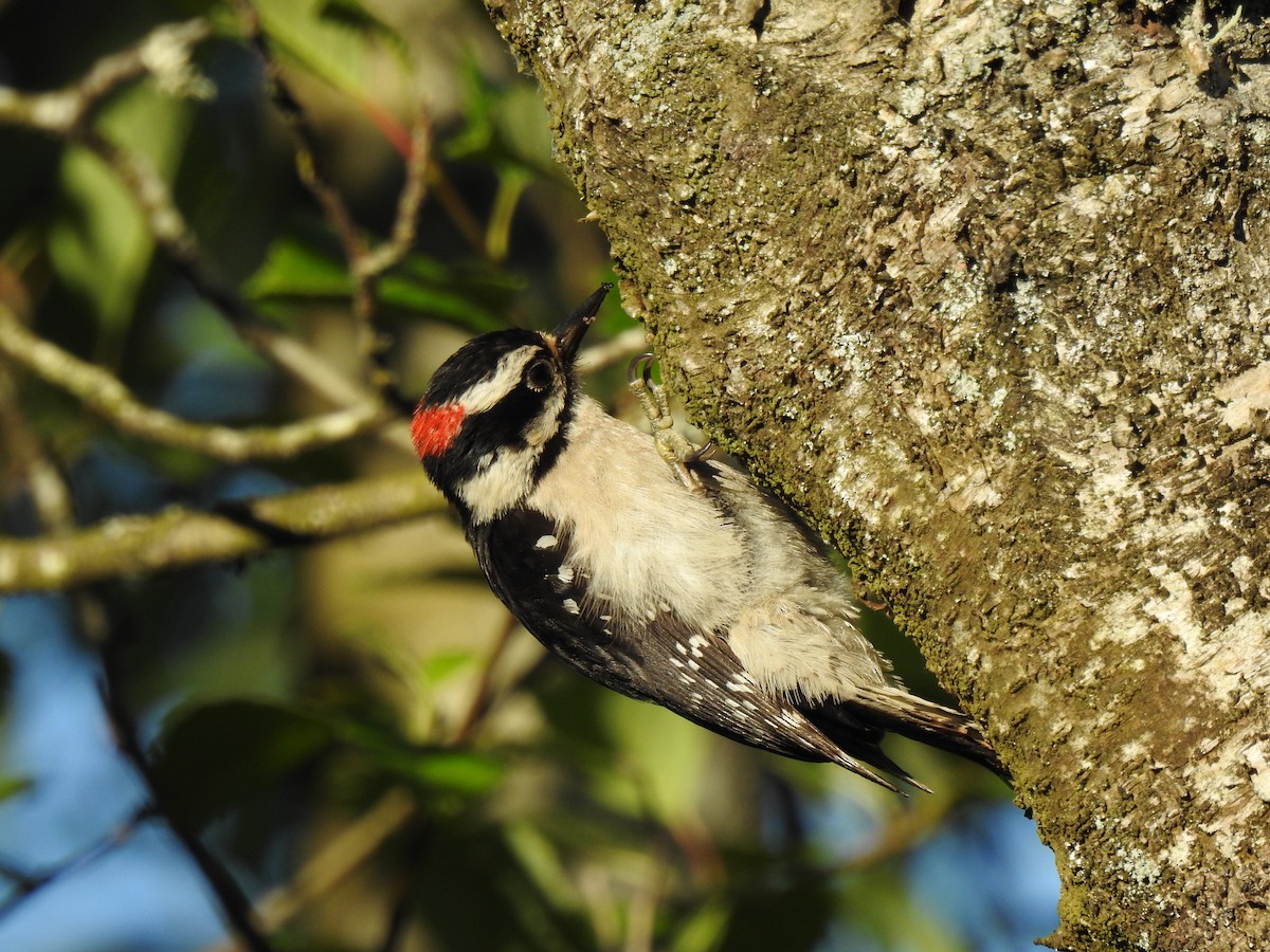 Downy Woodpecker - ML245328381