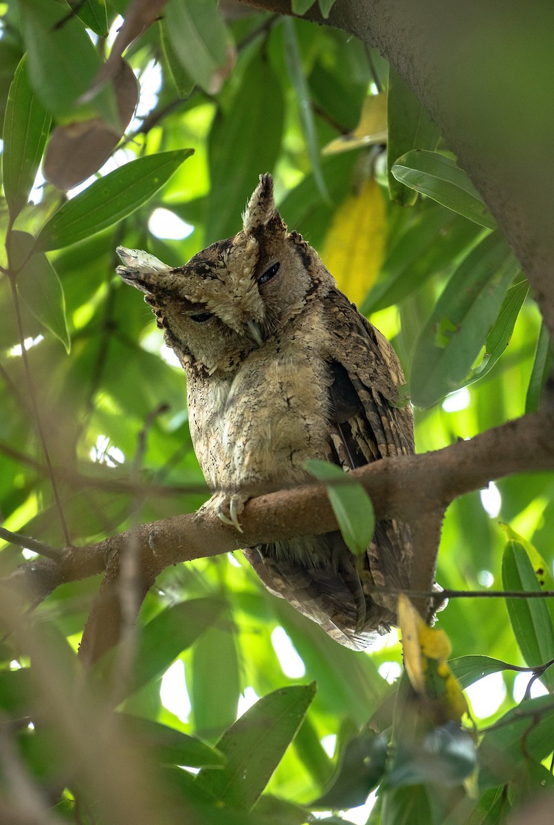 scops-owl sp. - Surendra Pradhan