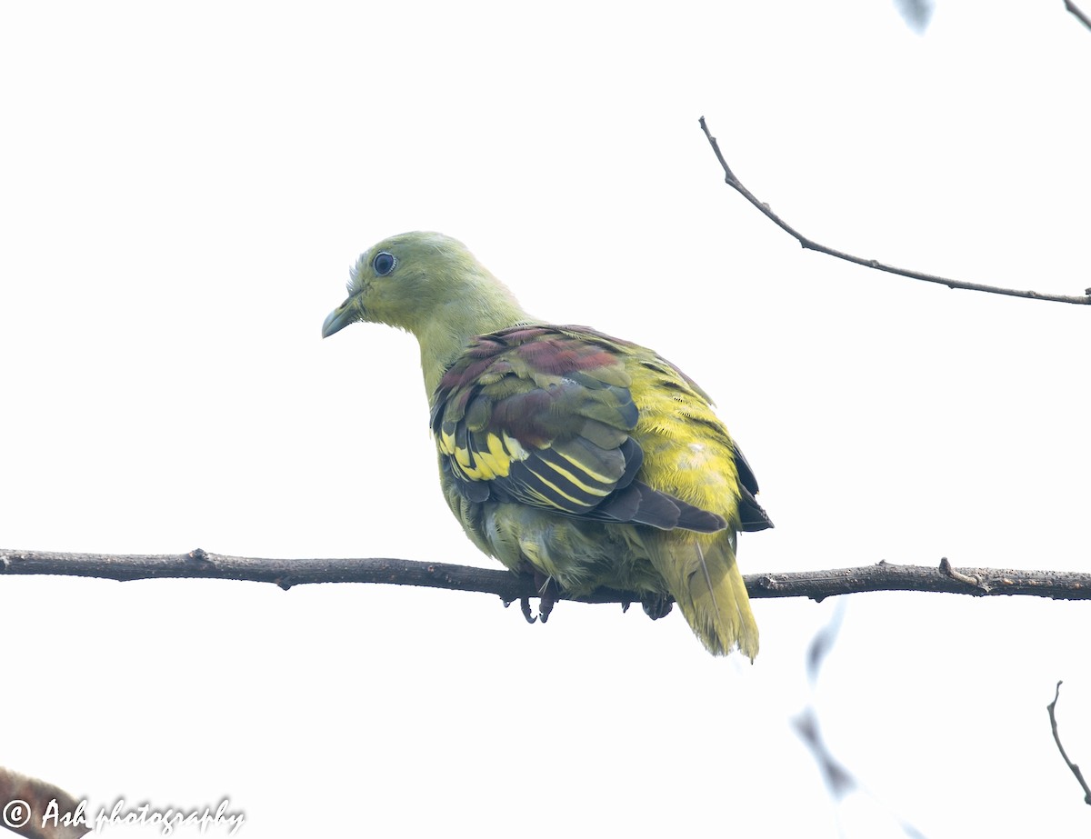 Gray-fronted Green-Pigeon - ML245333661