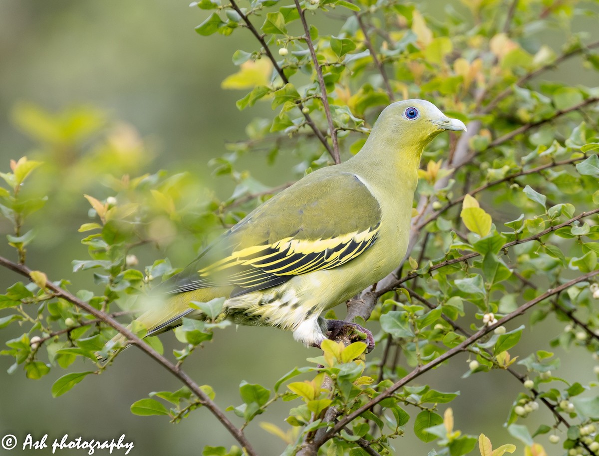 Gray-fronted Green-Pigeon - ML245333701