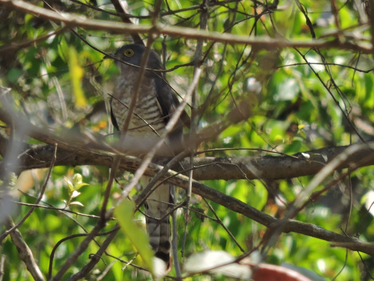 Common Hawk-Cuckoo - Shardul Joshi