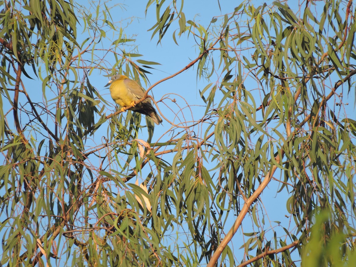 Yellow-footed Green-Pigeon - ML245339481