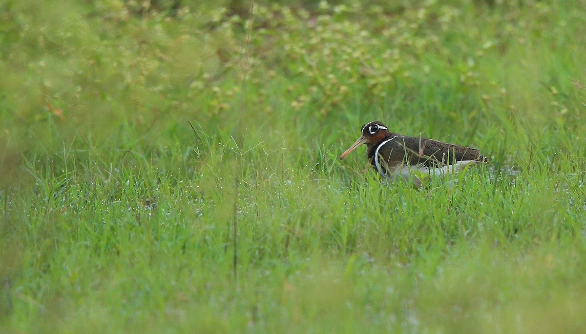 Greater Painted-Snipe - ML245341531