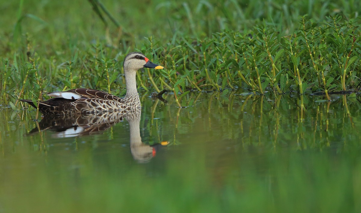 Indian Spot-billed Duck - ML245342591