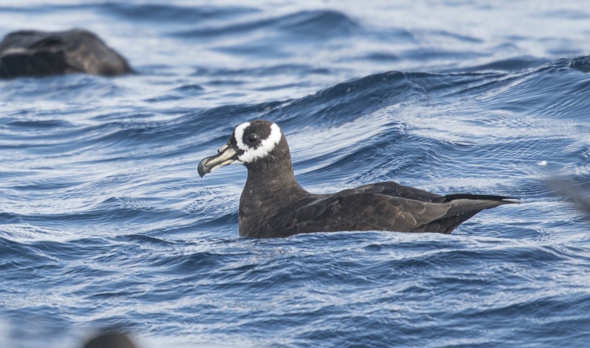 Spectacled Petrel - ML245348571