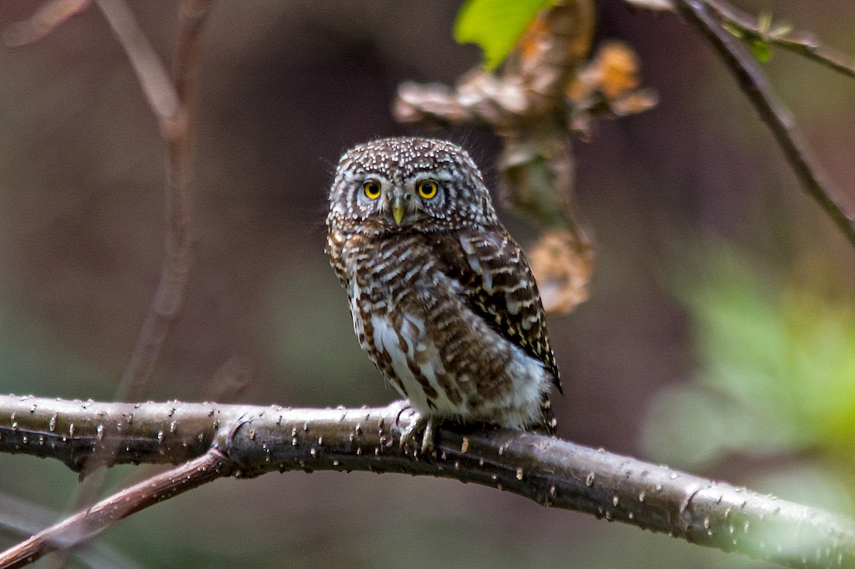 Collared Owlet - ML245355011