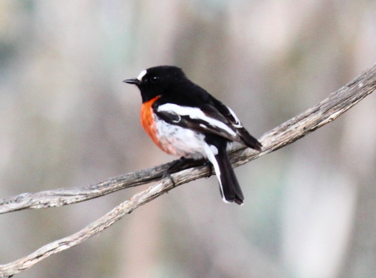 Scarlet Robin (Campbell's) - ML245357041