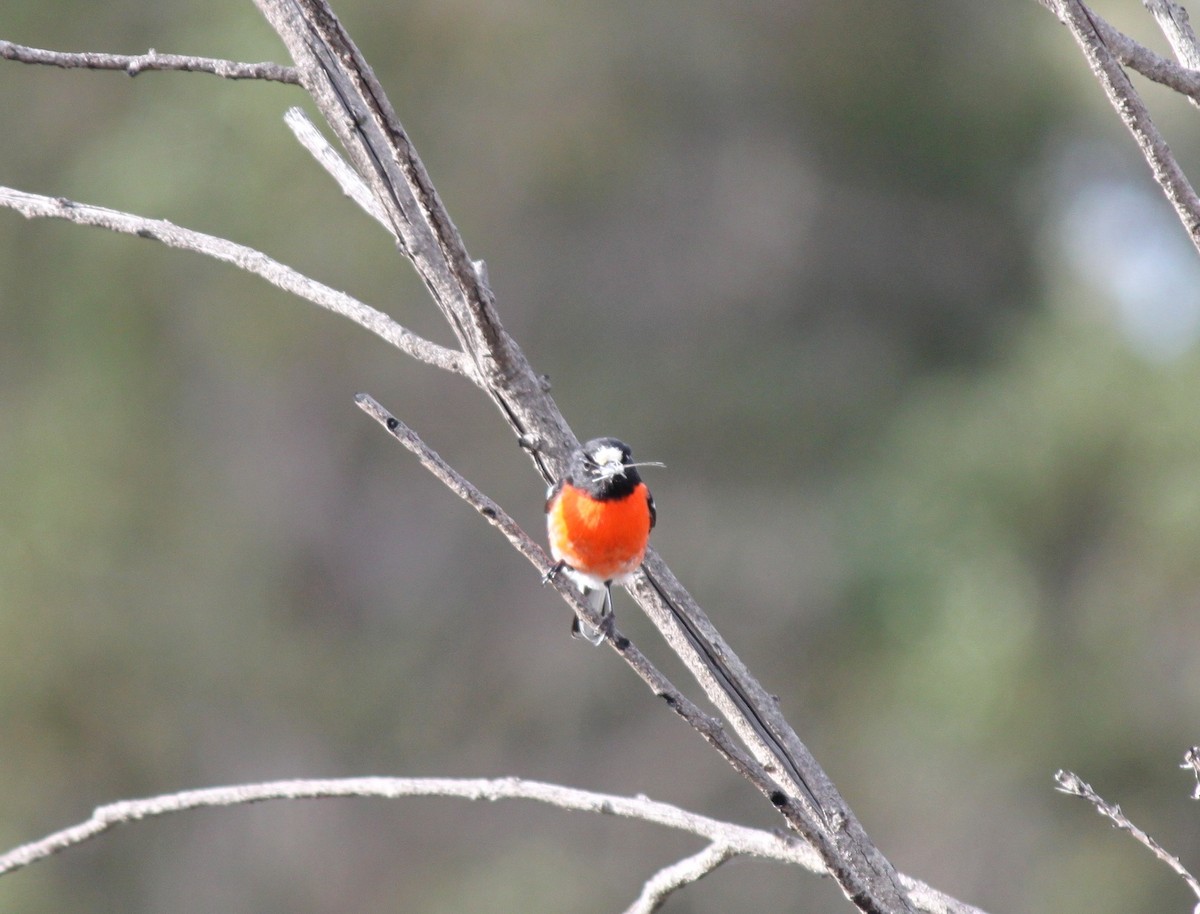 Scarlet Robin (Campbell's) - ML245357051