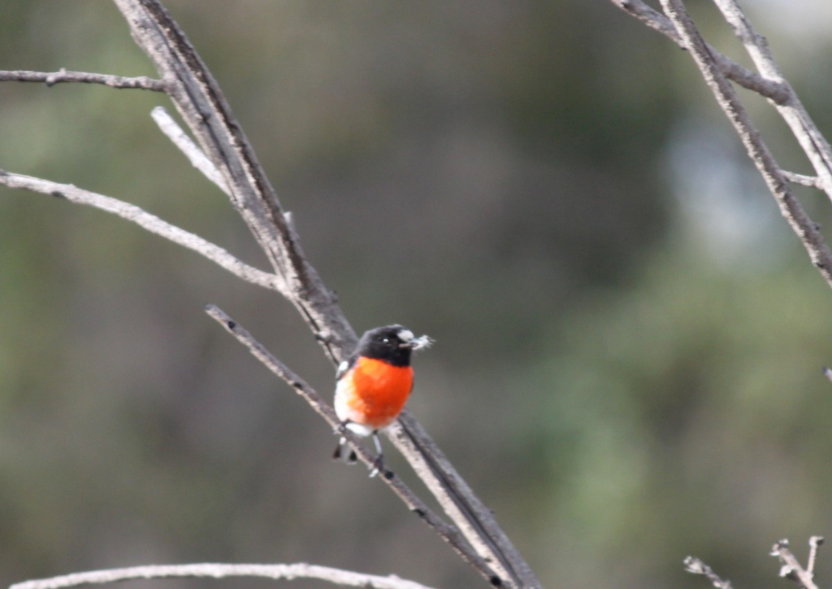 Scarlet Robin (Campbell's) - ML245357061