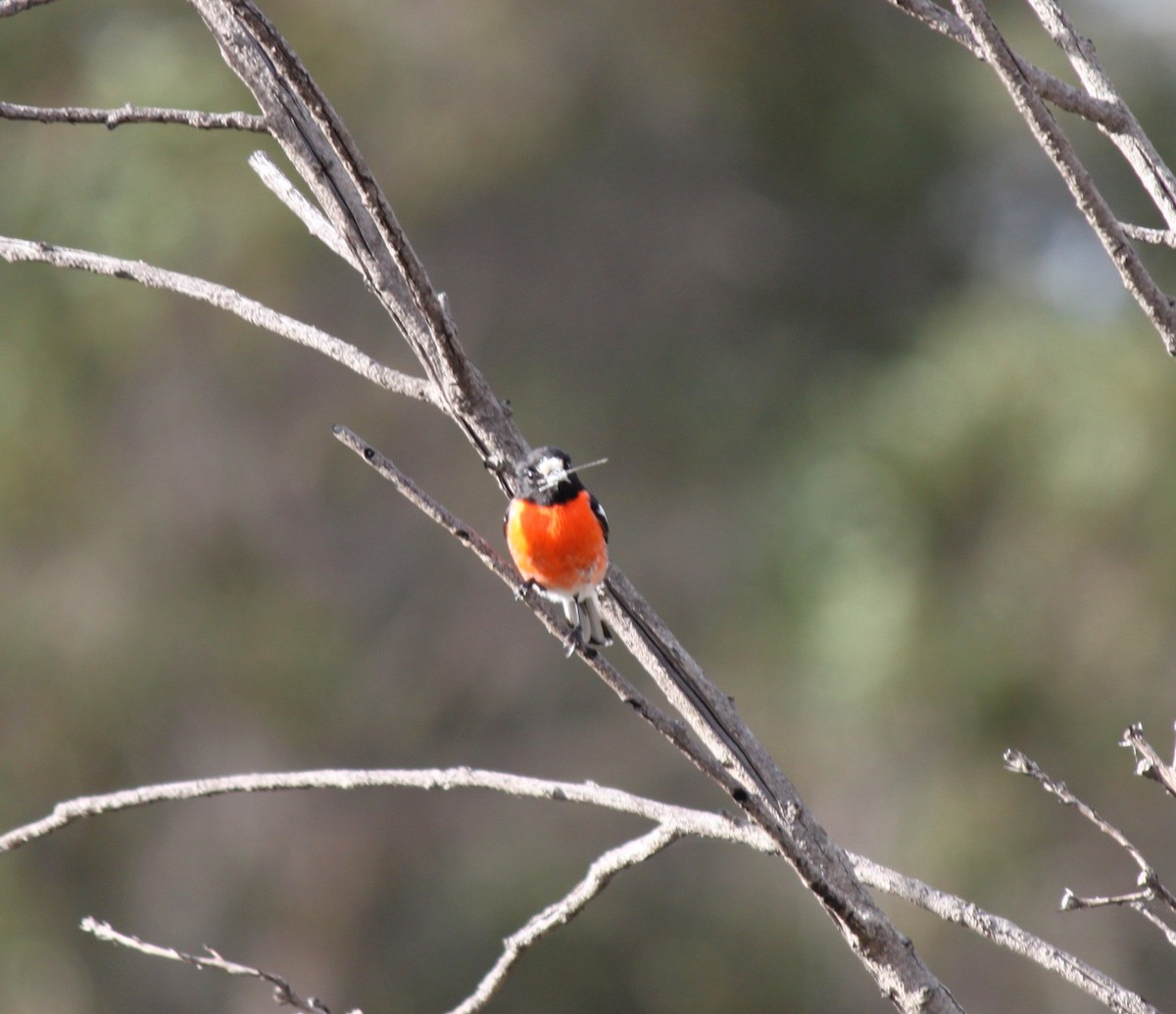 Scarlet Robin (Campbell's) - ML245357151