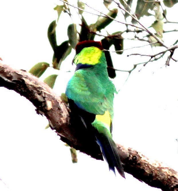 Red-capped Parrot - ML245357921