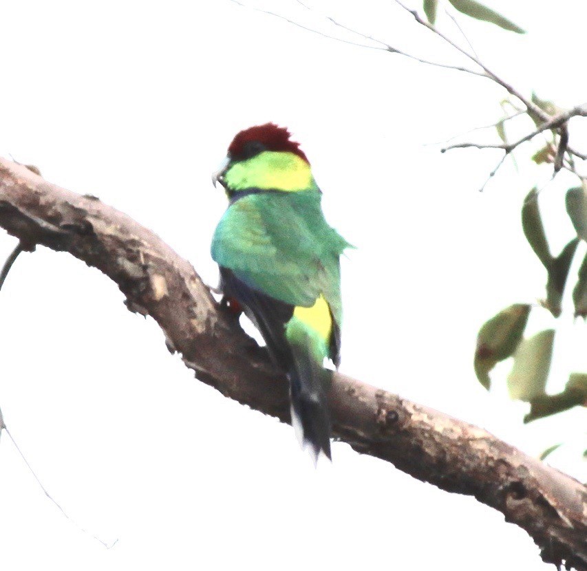 Red-capped Parrot - ML245357931