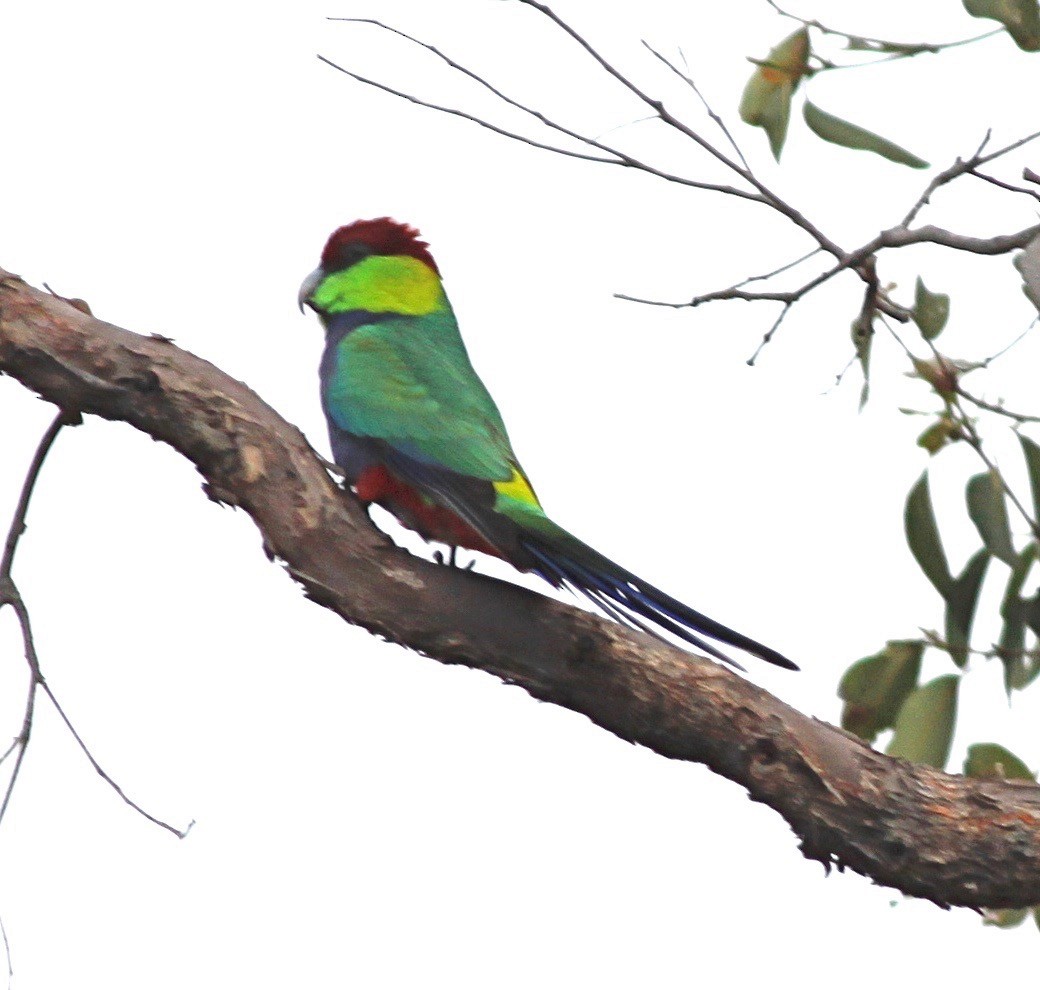 Red-capped Parrot - Bruce Roubin