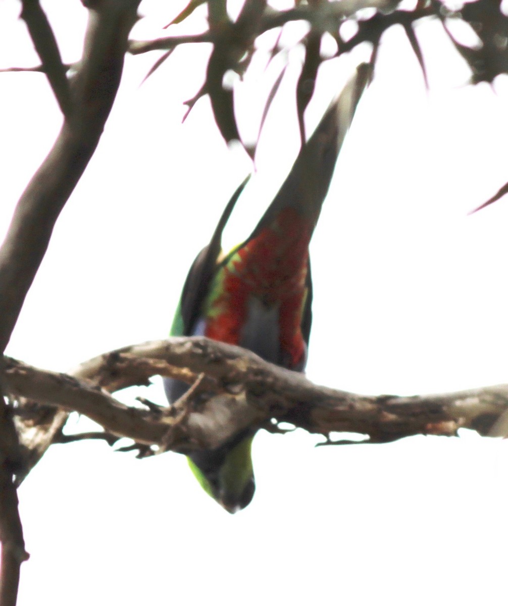 Red-capped Parrot - ML245357951