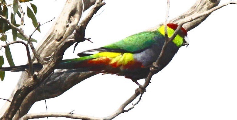 Red-capped Parrot - ML245359031