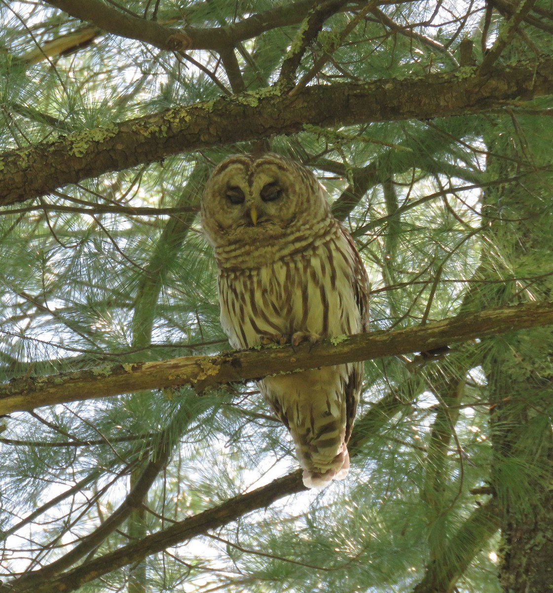 Barred Owl - ML245360031