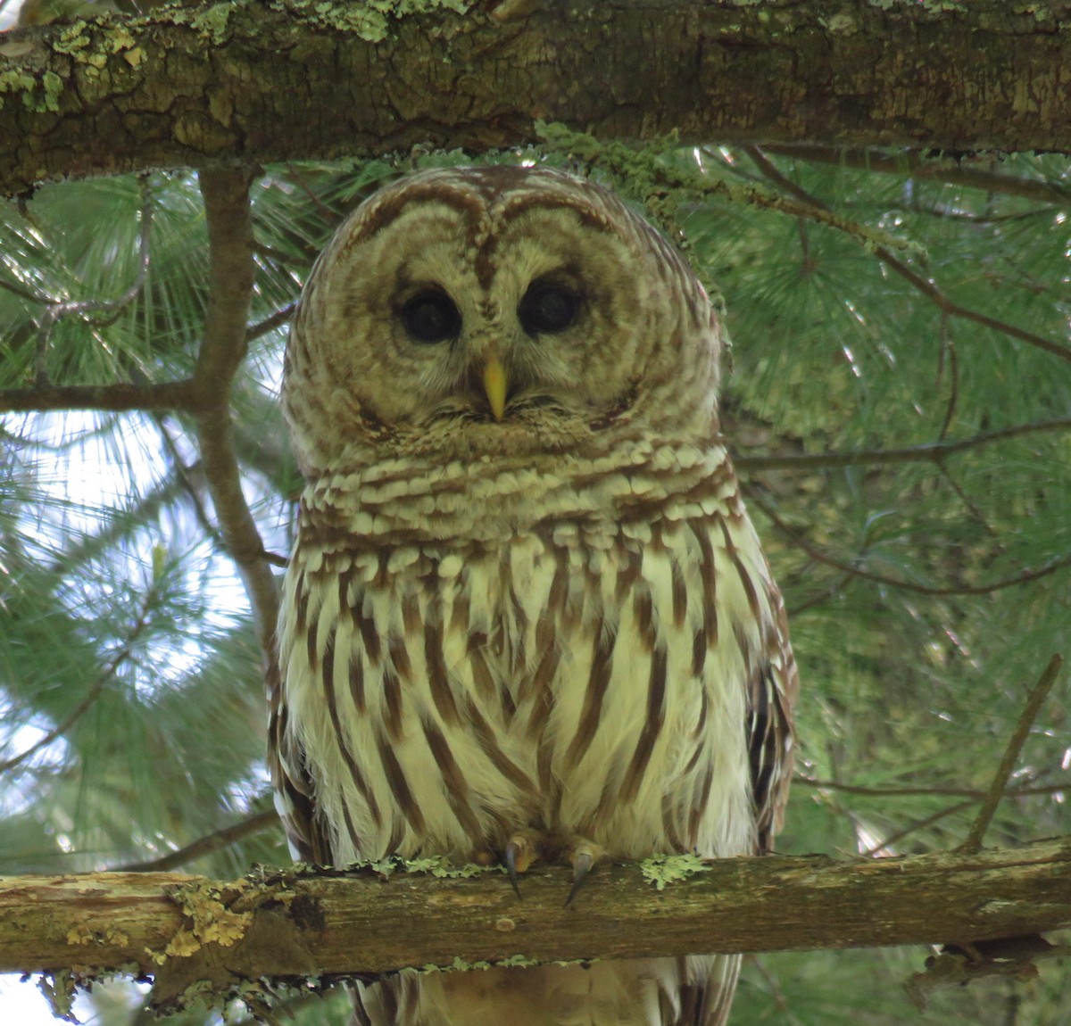 Barred Owl - ML245360041