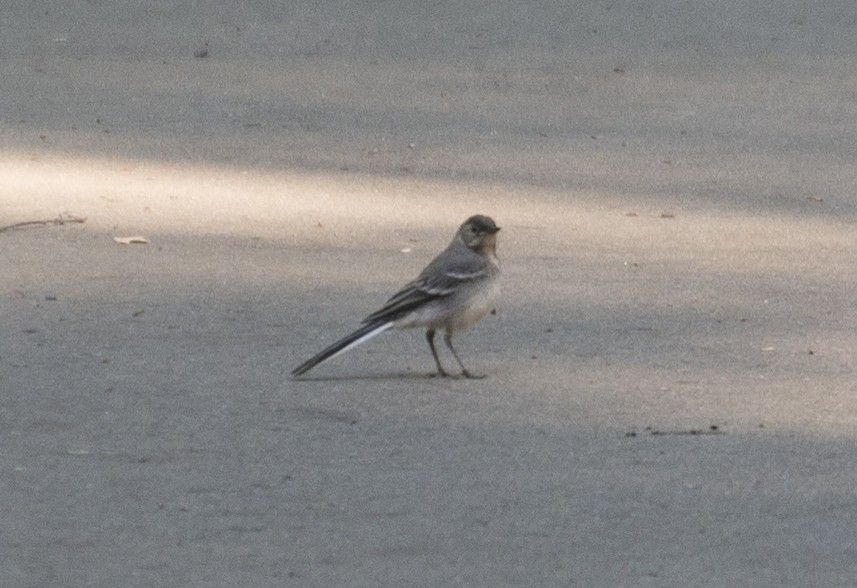 White Wagtail - Grigory Evtukh
