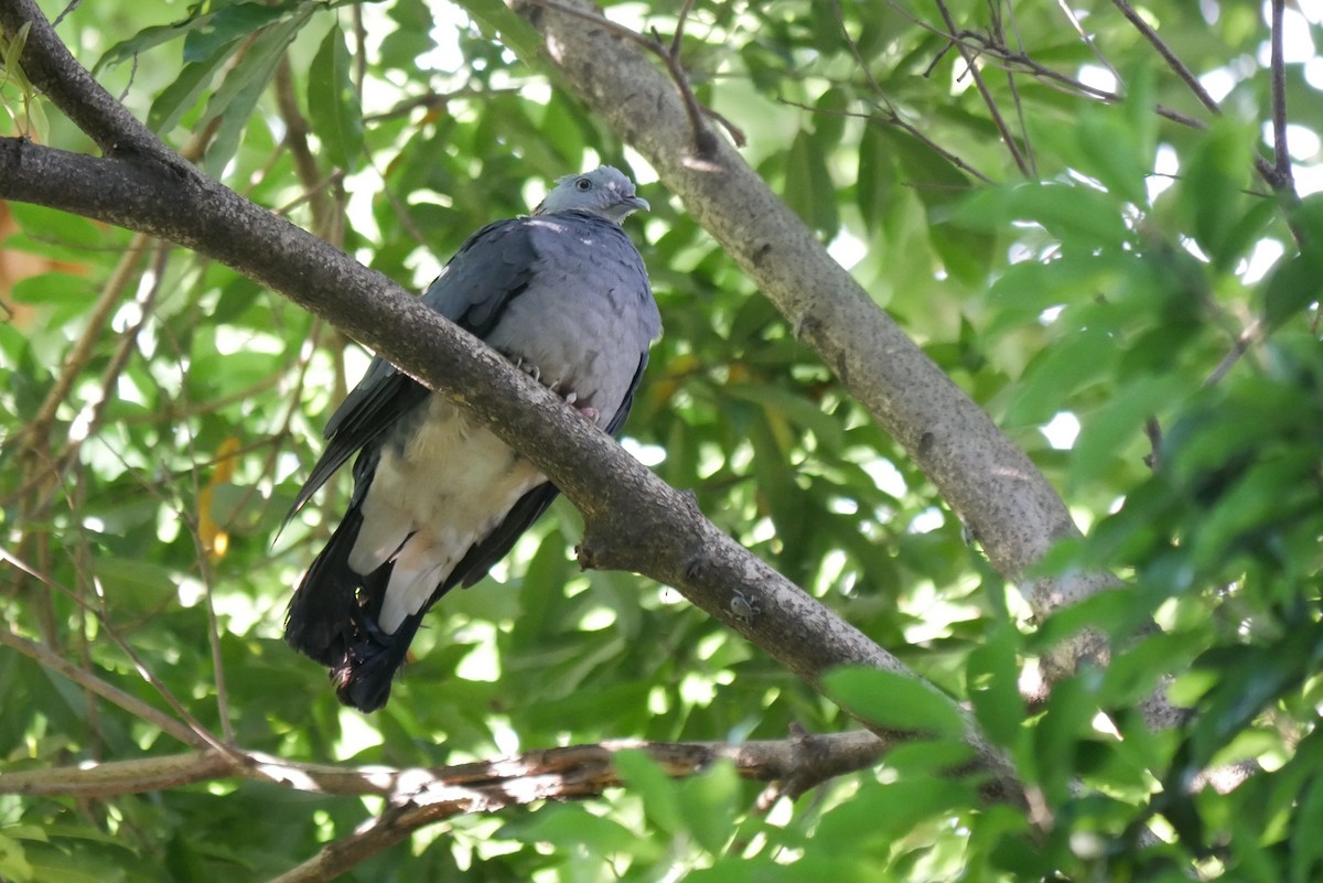 Ashy Wood-Pigeon - ML245360711
