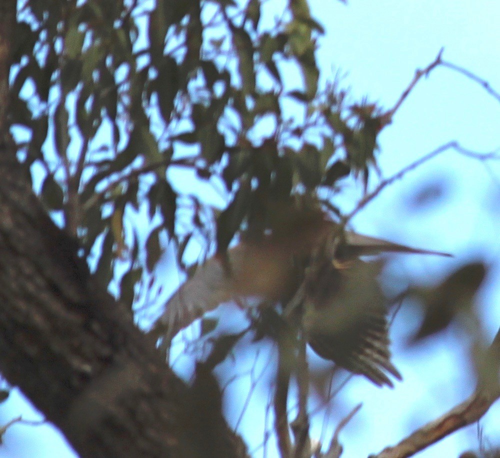 Collared Sparrowhawk - Bruce Roubin