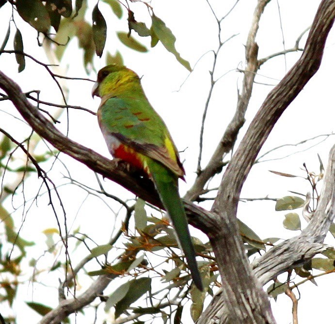 Red-capped Parrot - ML245362611