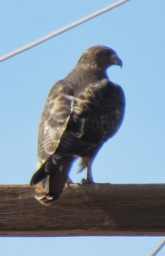 Red-tailed Hawk (calurus/alascensis) - ML24536271