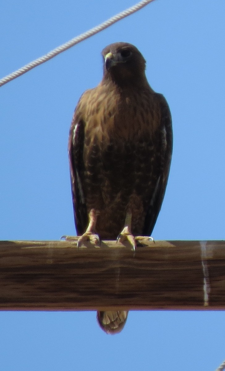 Red-tailed Hawk (calurus/alascensis) - ML24536281