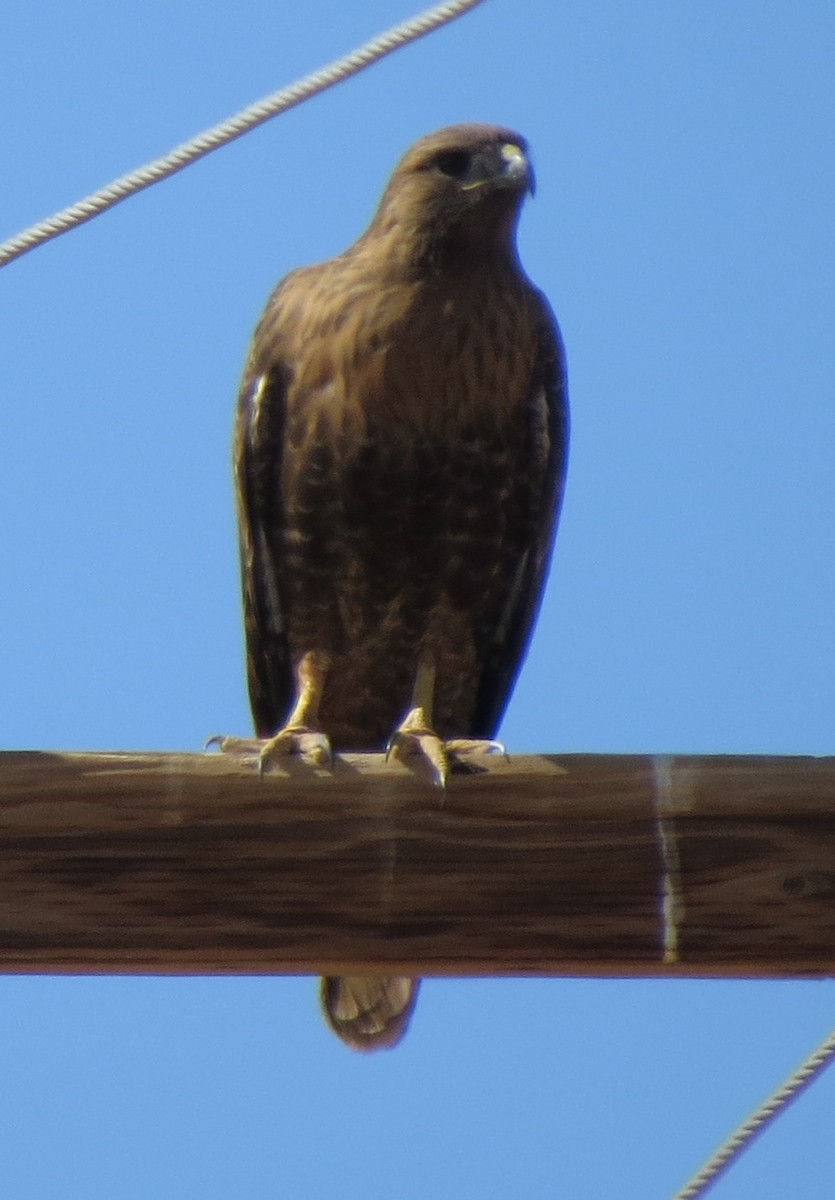 Red-tailed Hawk (calurus/alascensis) - ML24536291