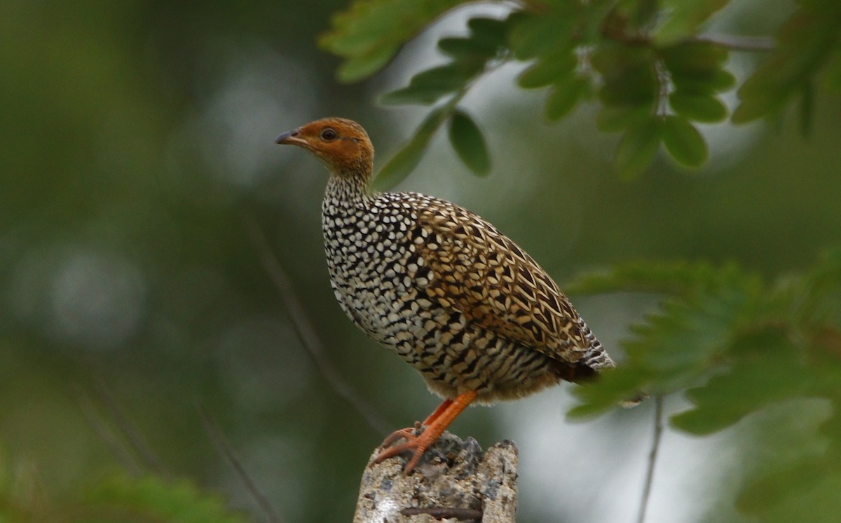 Painted Francolin - ML245363261