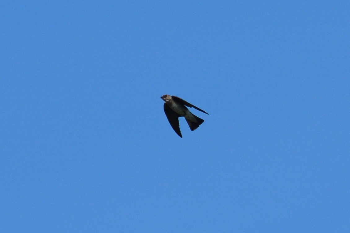 Northern Rough-winged Swallow - Rich Hanlon