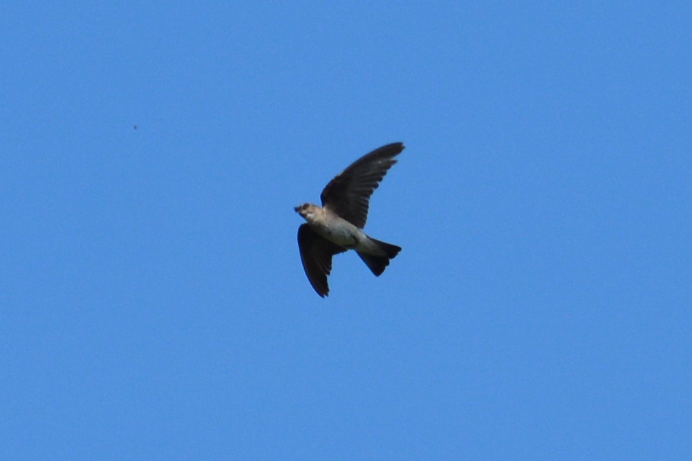 Northern Rough-winged Swallow - ML245365291