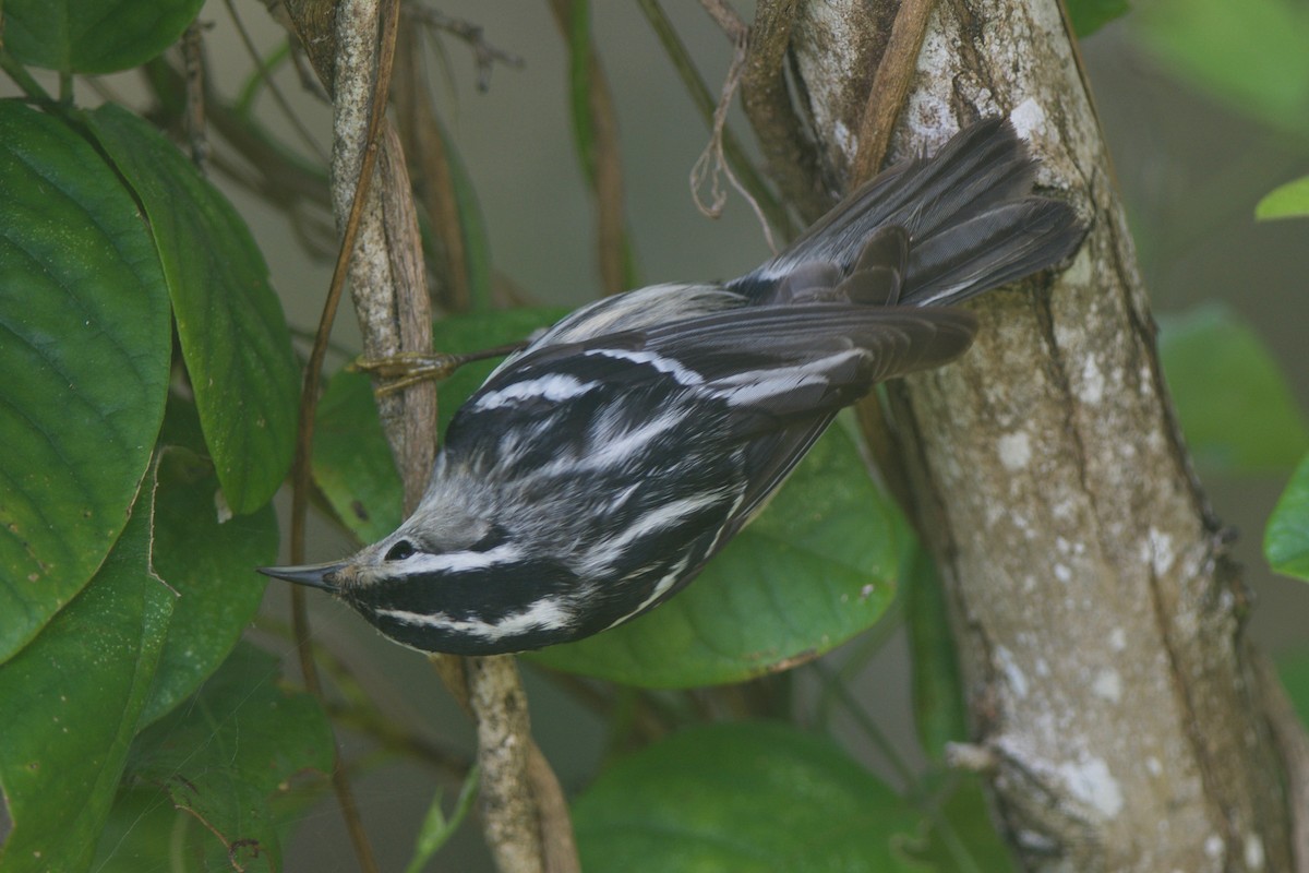 Black-and-white Warbler - ML245366051