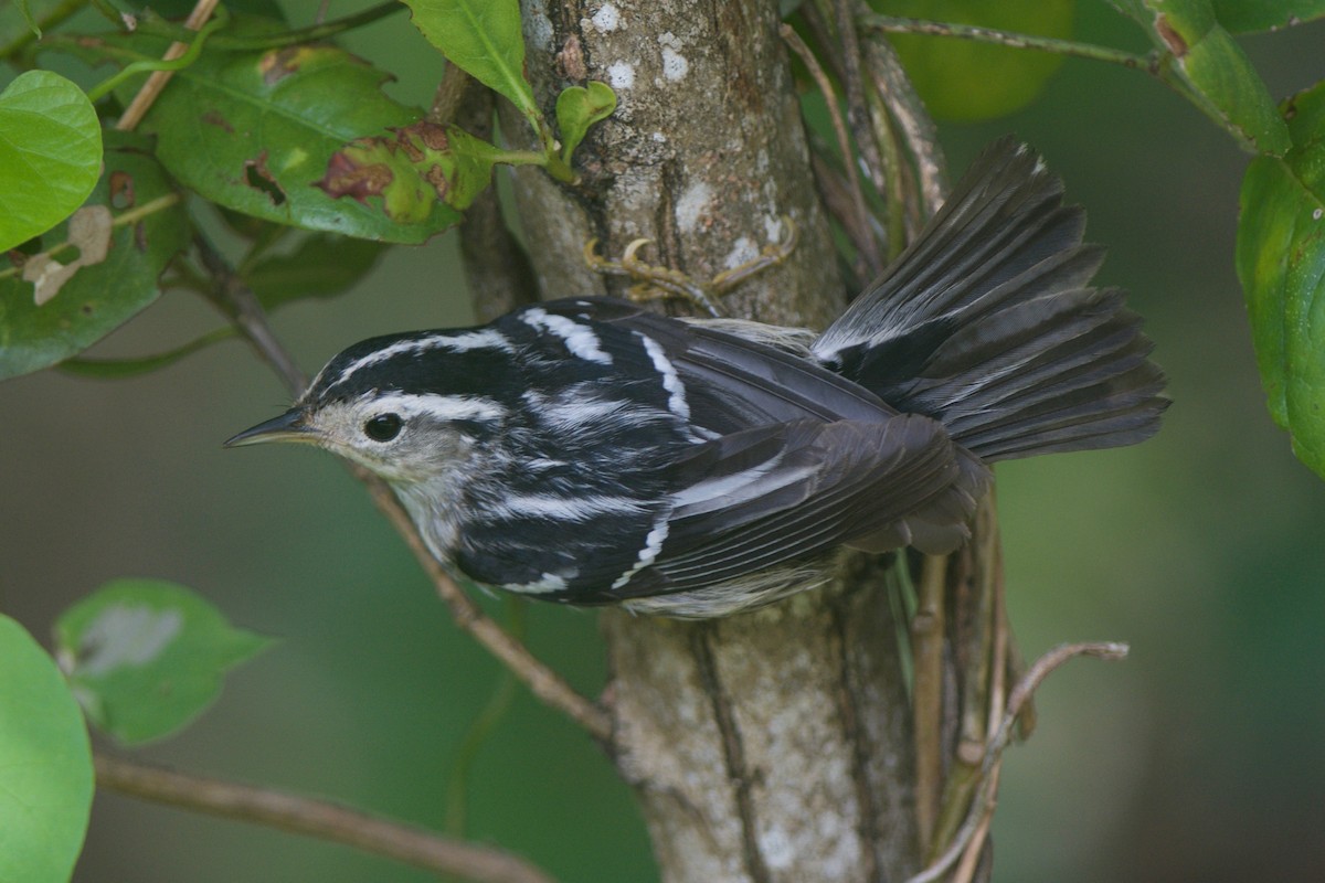 Black-and-white Warbler - ML245366061