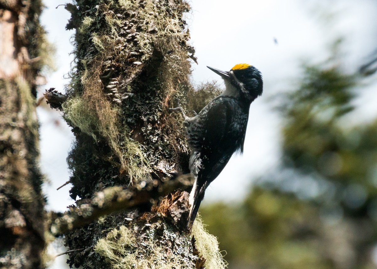 Black-backed Woodpecker - ML245366221