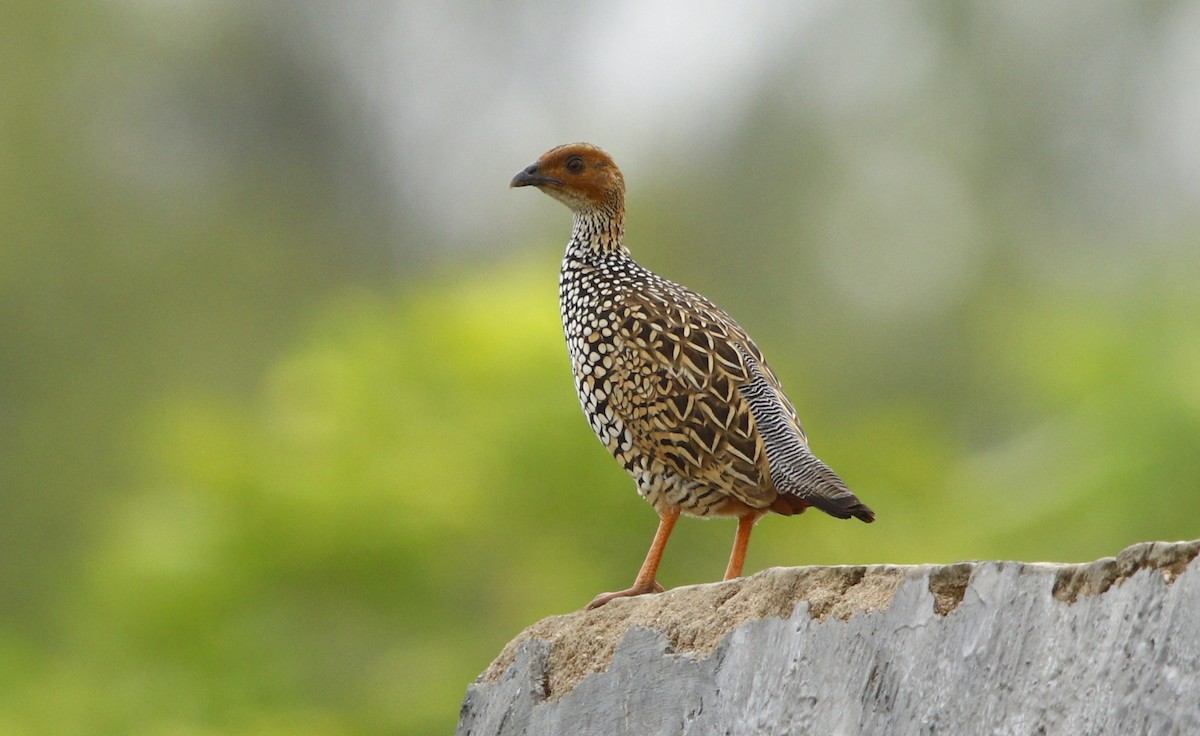Painted Francolin - ML245370031