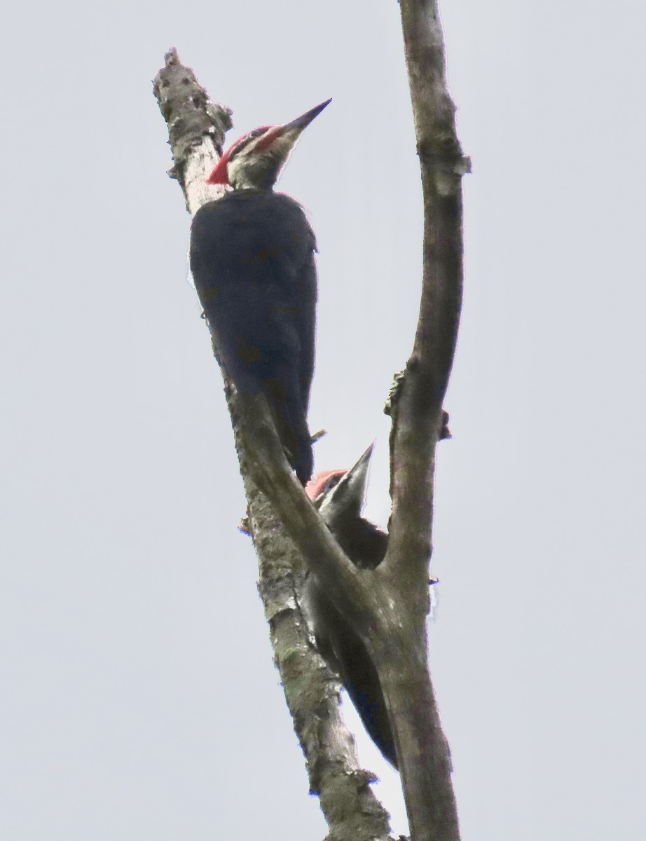 Pileated Woodpecker - ML245371751